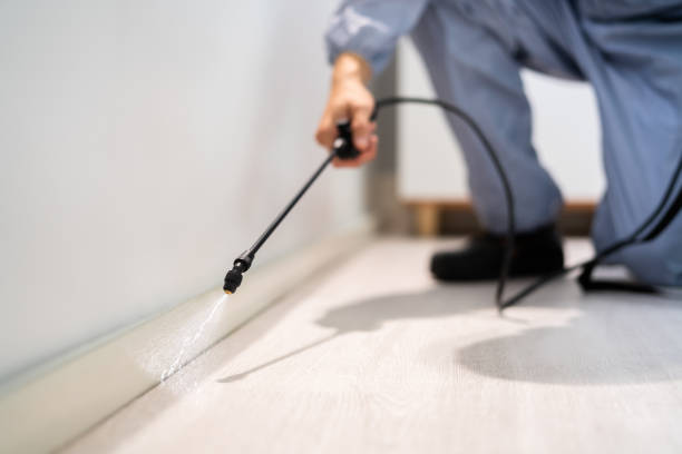 Licensed Wasp Removal service in Nitro, WV - Show Me Pest Control