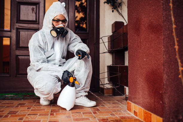 Reliable Wasp Removal contractor in Nitro, WV by Show Me Pest Control